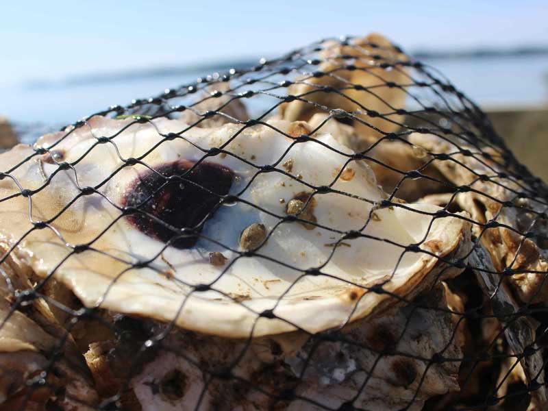 an oyster shell caught in a net