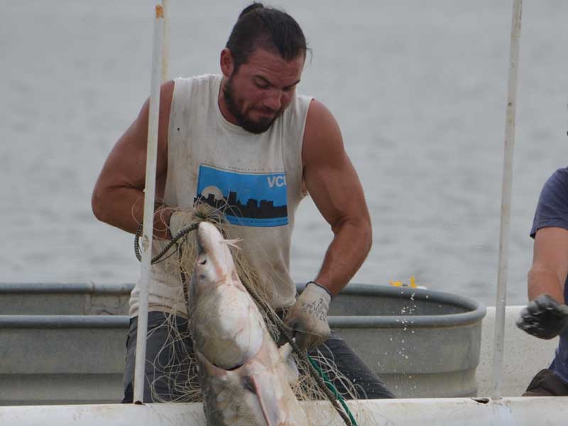 matt balazik in a boat pulling a very large fish from the water